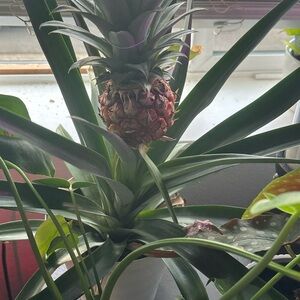 Meet your Posher, Tracey